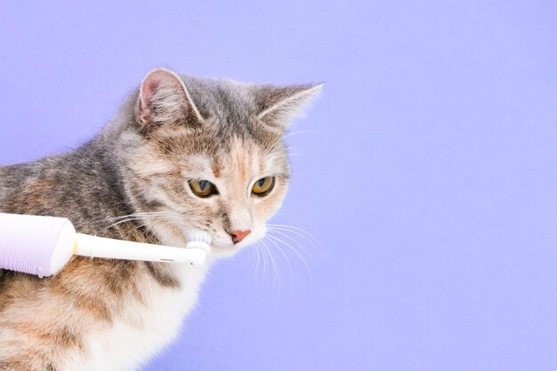 Caring for Your Feline Friend: The Importance of Cat Toothbrushes